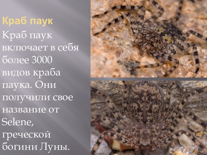 Краб паукКраб паук включает в себя более 3000 видов краба паука. Они