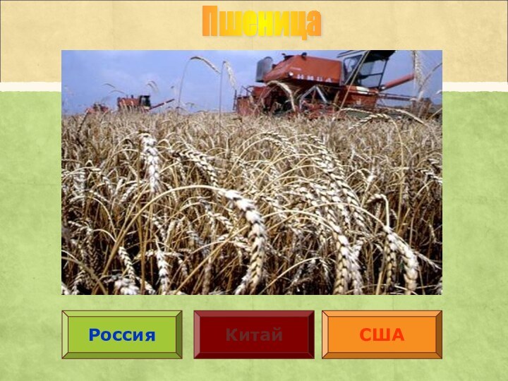 Пшеница РоссияСШАКитай