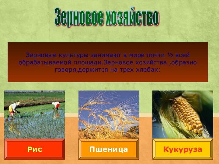 Зерновое хозяйство ПшеницаРисКукурузаЗерновые культуры занимают в мире почти ½ всей обрабатываемой площади.Зерновое