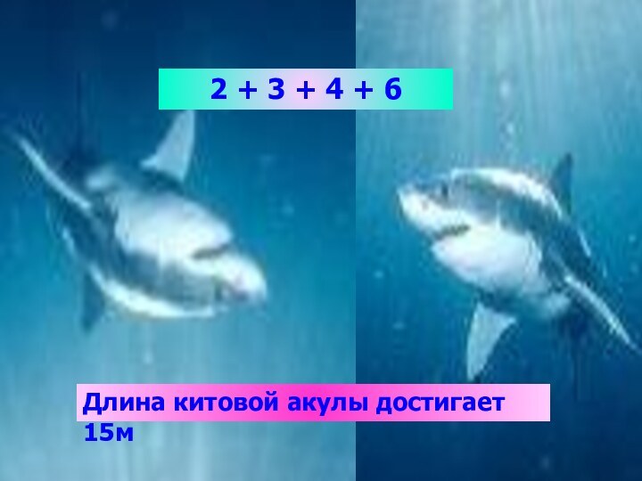 2 + 3 + 4 + 6 Длина китовой акулы достигает 15м