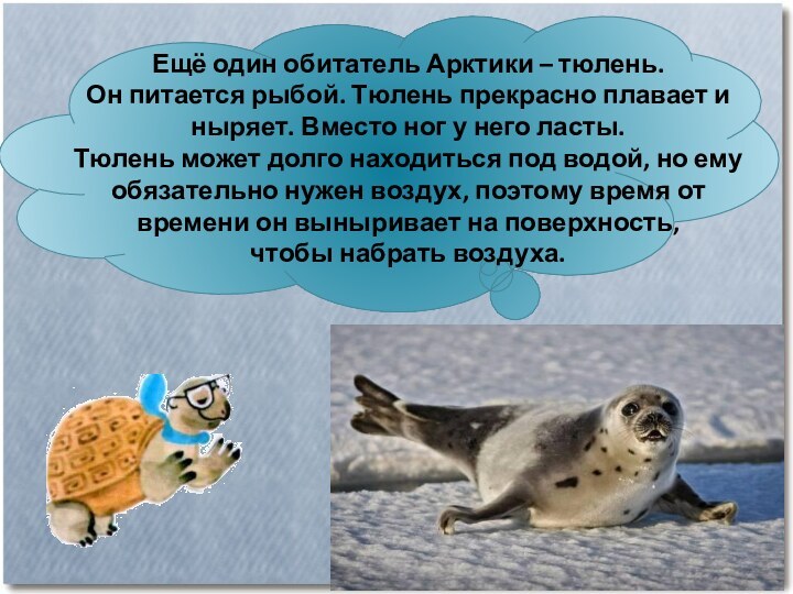 Ещё один обитатель Арктики – тюлень. Он питается рыбой. Тюлень прекрасно плавает