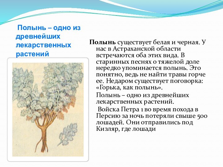 Полынь – одно из древнейших лекарственных растений Полынь существует белая и