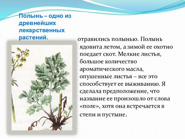 Полынь – одно из древнейших лекарственных растений. отравились полынью. Полынь