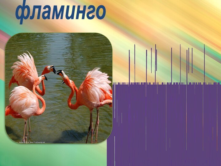 фламингоРозовый фламинго – очень красивая и элегантная птица. В высоту она достигает