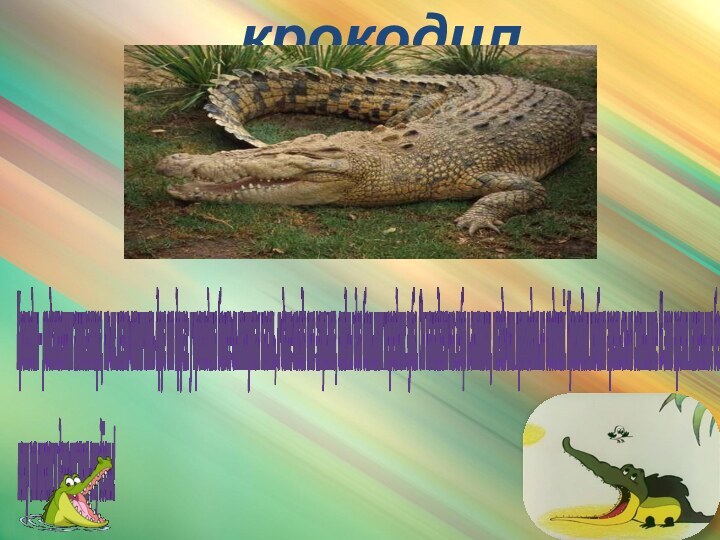крокодилКрокодил – родственник аллигатора, но их легко отличить друг от друга: