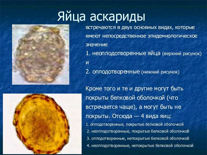 Яйца аскаридывстречаются в двух основных видах, которыеимеют непосредственное эпидемиологическоезначение1. неоплодотворенные яйца (верхний