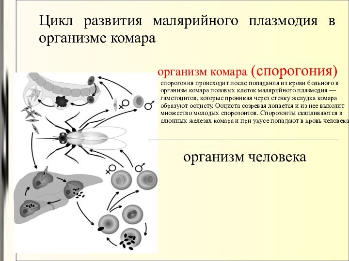 Цикл развития малярийного плазмодия в организме комара  организм комара (спорогония) спорогония