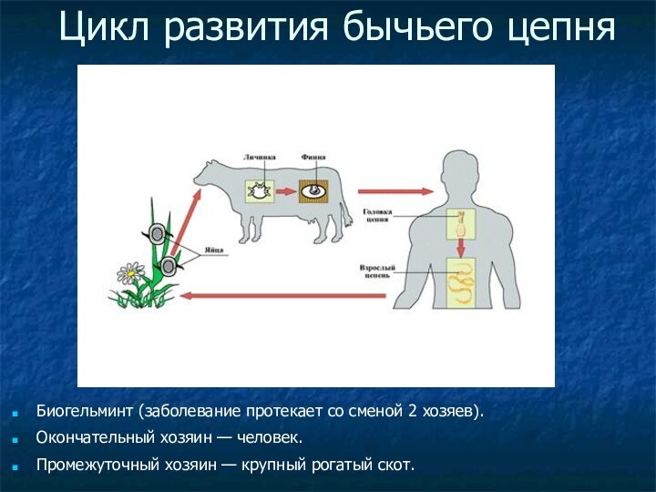 Цикл развития бычьего цепняБиогельминт (заболевание протекает со сменой 2 хозяев).Окончательный хозяин —