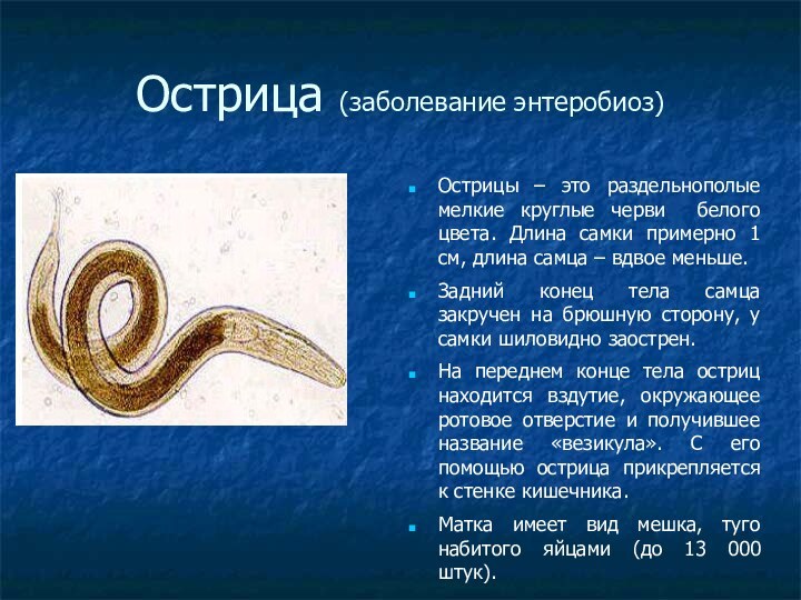 Острица (заболевание энтеробиоз)‏Острицы – это раздельнополые мелкие круглые черви белого цвета. Длина