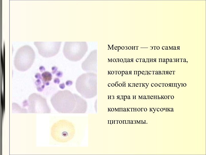 Мерозоит — это самаямолодая стадия паразита,которая представляетсобой клетку состоящуюиз ядра и маленькогокомпактного кусочкацитоплазмы.