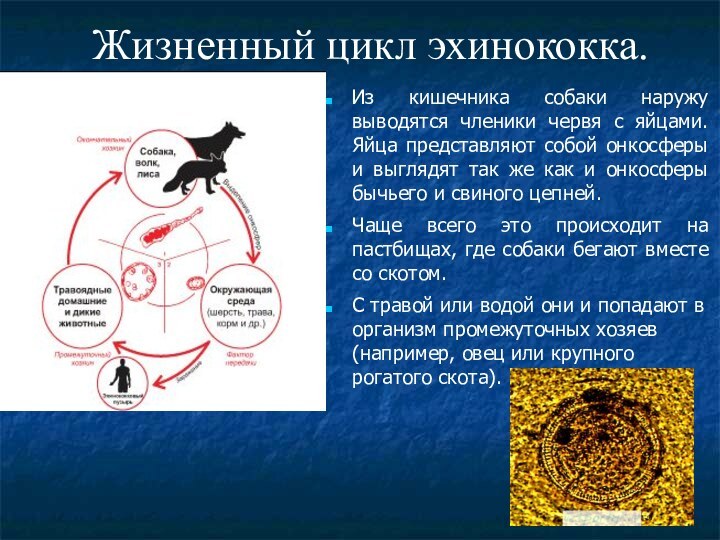 Жизненный цикл эхинококка.Из кишечника собаки наружу выводятся членики червя с яйцами. Яйца
