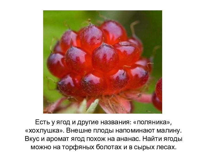 Есть у ягод и другие названия: «поляника», «хохлушка». Внешне плоды напоминают малину.
