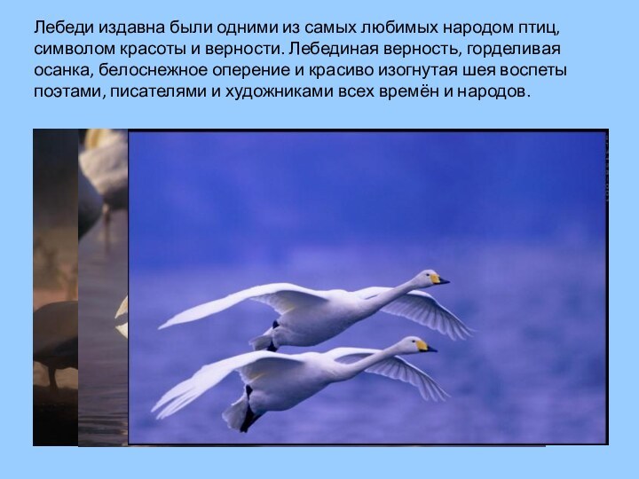 Лебеди издавна были одними из самых любимых народом птиц, символом красоты и
