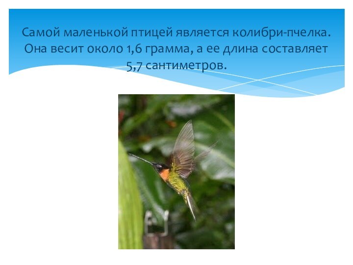 Самой маленькой птицей является колибри-пчелка. Она весит около 1,6 грамма, а ее длина составляет 5,7 сантиметров.