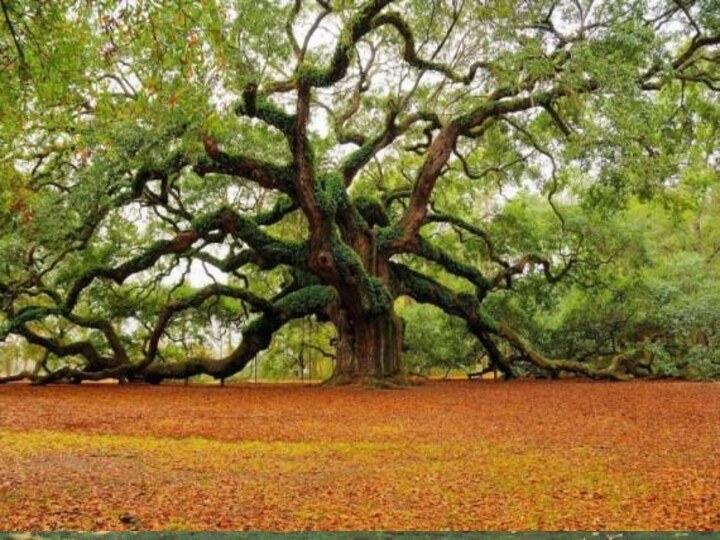 Деревья Де́рево — типичная форма деревянистых растений, имеющих ствол, из древесины с лиственной кроной.