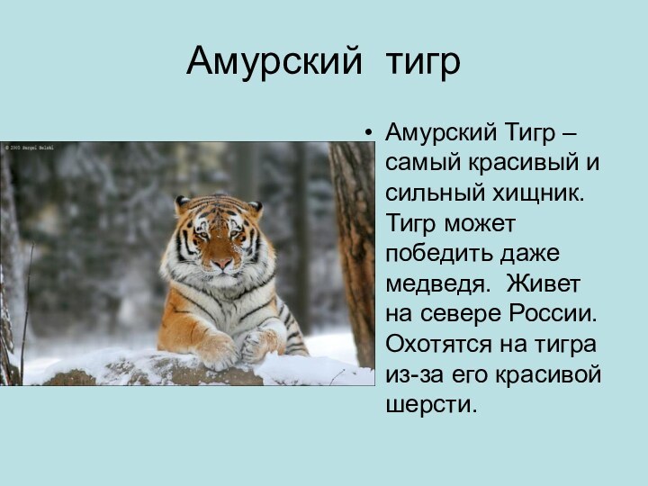 Амурский тигрАмурский Тигр – самый красивый и сильный хищник. Тигр может победить