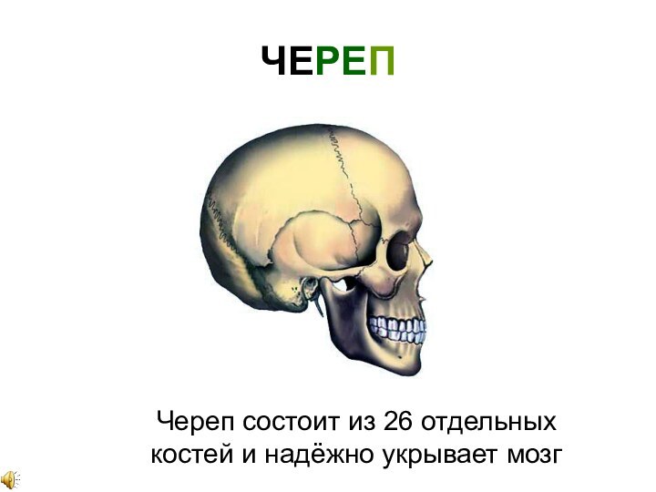 ЧЕРЕПЧереп состоит из 26 отдельных костей и надёжно укрывает мозг