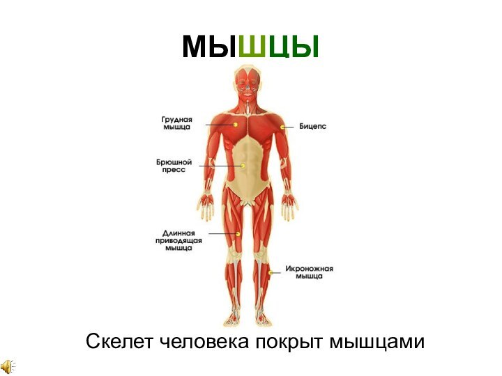МЫШЦЫСкелет человека покрыт мышцами