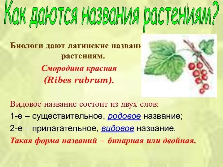 Биологи дают латинские названия растениям.Смородина красная (Ribes rubrum).Видовое название состоит из двух