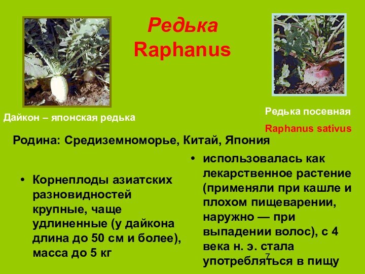 Редька Raphanus Корнеплоды азиатских разновидностей крупные, чаще удлиненные (у дайкона длина до