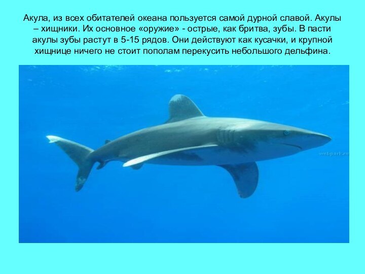 Акула, из всех обитателей океана пользуется самой дурной славой. Акулы – хищники.