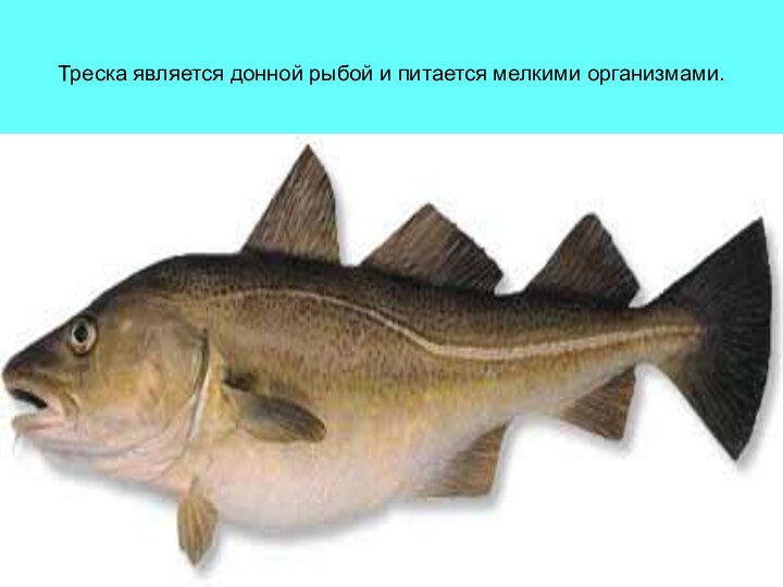 Треска является донной рыбой и питается мелкими организмами.