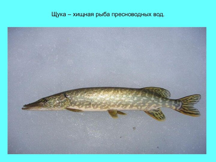 Щука – хищная рыба пресноводных вод.