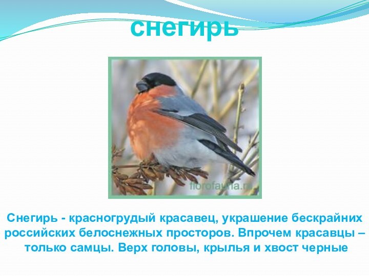 снегирьСнегирь - красногрудый красавец, украшение бескрайних российских белоснежных просторов. Впрочем красавцы –