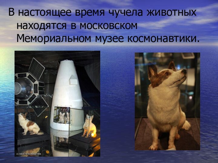 В настоящее время чучела животных находятся в московском Мемориальном музее космонавтики.