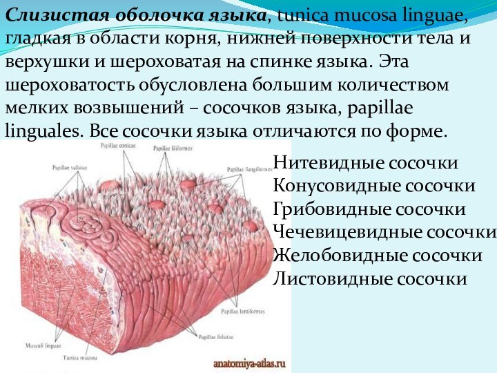 Слизистая оболочка языка, tunica mucosa linguae, гладкая в области корня, нижней поверхности