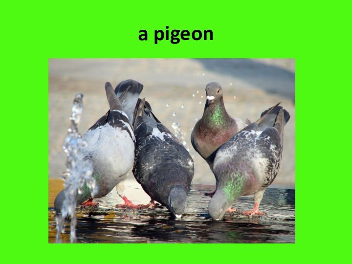 a pigeon