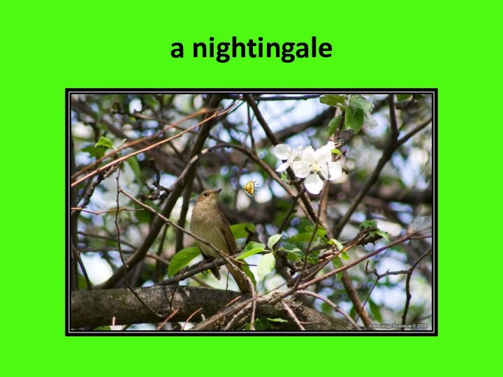 a nightingale