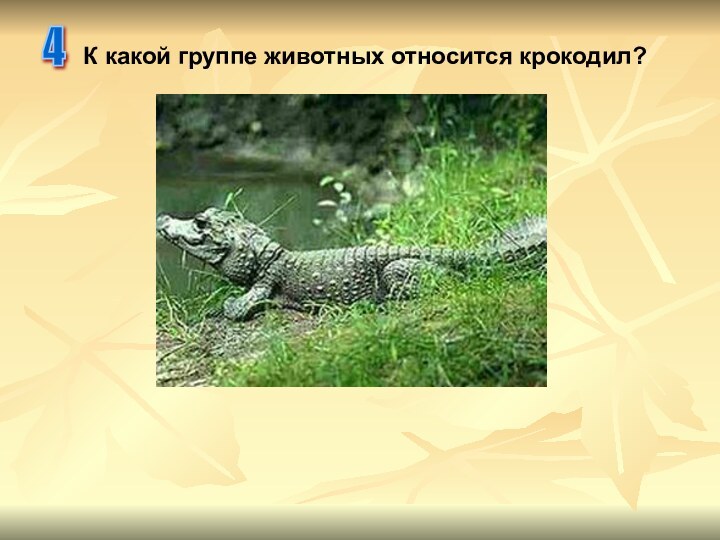 К какой группе животных относится крокодил?4