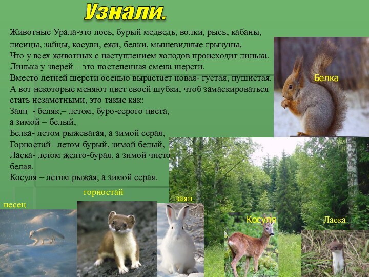 Узнали. Животные Урала-это лось, бурый медведь, волки, рысь, кабаны, лисицы, зайцы, косули,