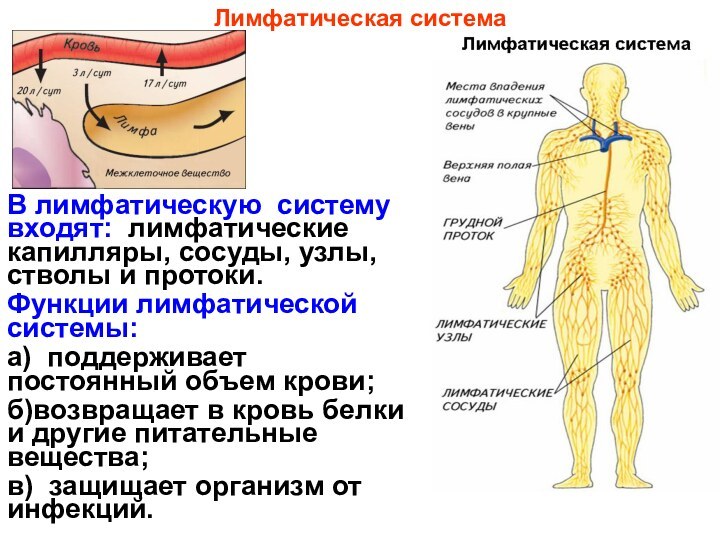 В лимфатическую систему входят: лимфатические капилляры, сосуды, узлы, стволы и протоки.Функции лимфатической