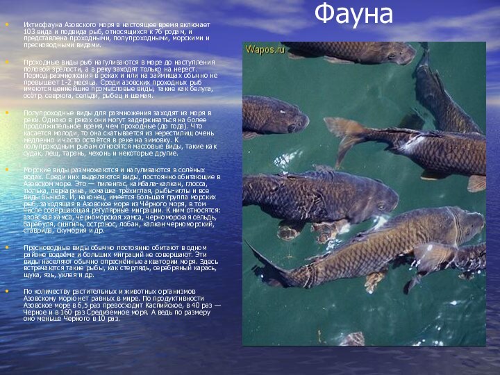 ФаунаИхтиофауна Азовского моря в настоящее время включает 103 вида и