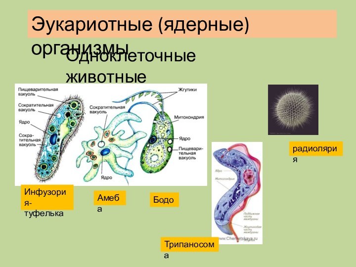 Эукариотные (ядерные) организмыИнфузория-туфелькаАмебаБодоТрипаносомарадиолярияОдноклеточные животные