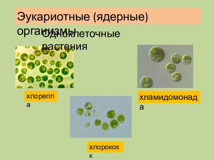 хлореллахламидомонадахлорококкОдноклеточные растенияЭукариотные (ядерные) организмы
