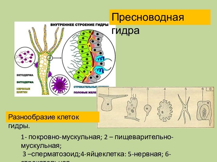 Пресноводная гидра1- покровно-мускульная; 2 – пищеварительно-мускульная; 3 –сперматозоид;4-яйцеклетка: 5-нервная; 6-стрекательная.Разнообразие клеток гидры.