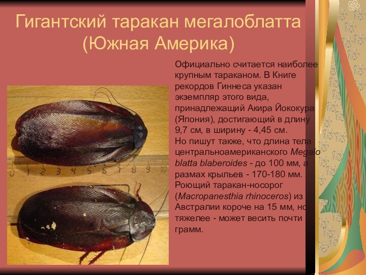 Гигантский таракан мегалоблатта (Южная Америка)Официально считается наиболее крупным тараканом. В Книге рекордов