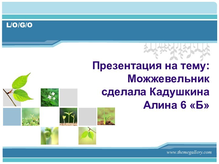 Презентация на тему: Можжевельник  сделала Кадушкина Алина 6 «Б»www.themegallery.com