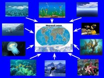 Жизнь в Мировом океане