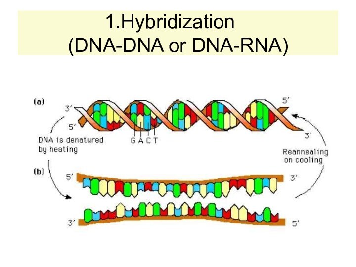 Hybridization  (DNA-DNA or DNA-RNA)