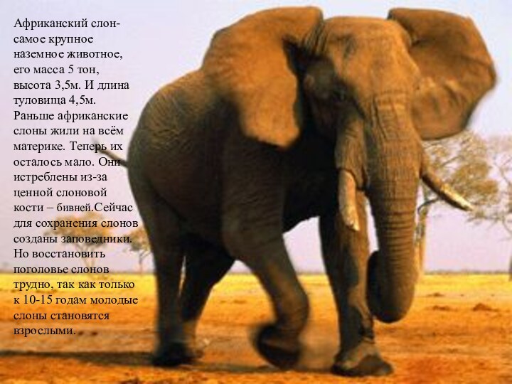 Африканский слон- самое крупное наземное животное, его масса 5 тон, высота 3,5м.
