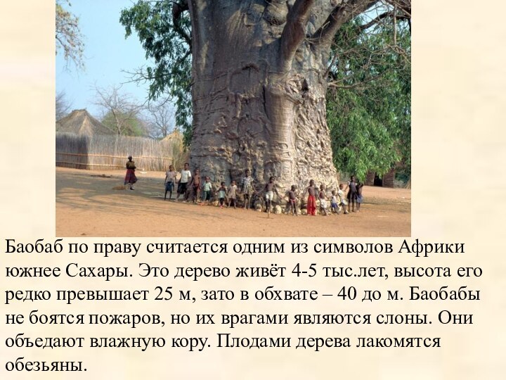Баобаб по праву считается одним из символов Африки южнее Сахары. Это дерево