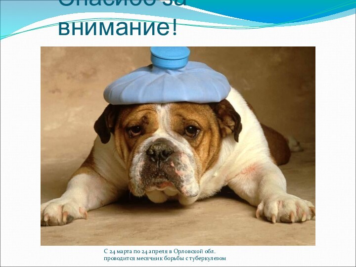 С 24 марта по 24 апреля в Орловской обл. проводится месячник борьбы с туберкулезомСпасибо за внимание!