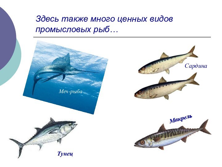 Здесь также много ценных видов промысловых рыб…МакрельСардина Тунец Меч-рыба