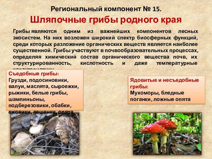 Региональный компонент № 15.  Шляпочные грибы родного краяГрибы являются одним из важнейших