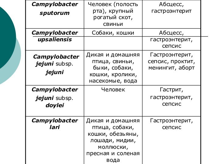 Доклад: Кампилобактериоз