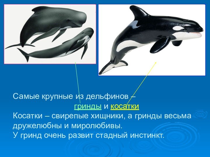 Самые крупные из дельфинов –